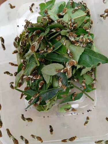 真蝴蝶蛹蝴蝶幼虫活体蝴蝶婚礼放飞儿童饲养观察宠物化蝶越冬蛹 - 图1