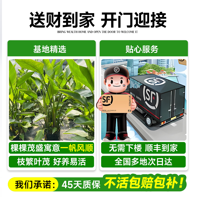 天堂鸟绿植盆栽客厅办公室内大型旺宅大叶植物四季花卉除甲醛花卉 - 图2