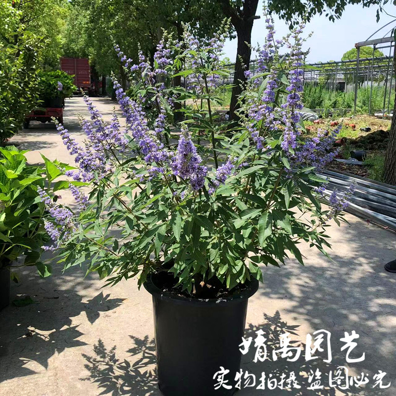 紫色穗花牡荆盆栽植物树苗薰衣草树苗耐寒耐热庭院阳台树状鼠尾草,淘宝优惠券,粉丝福利购,淘宝优惠卷