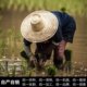 Golden Village Jiangsu Soft Rice Vacuum 10Jin Jin is equal to 0.5kg new rice
