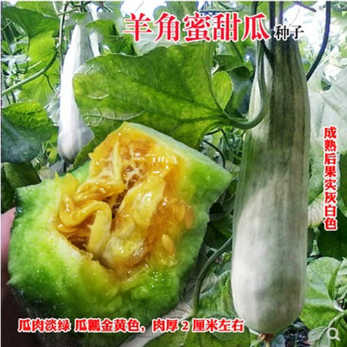 寿光蔬菜红瓤酥甜瓜羊角蜜羊角酥蜜龙绿宝石刘旺甜瓜种子农家种植 - 图0