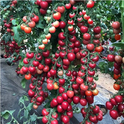 香浓一号小番茄种子瑞星1268改良粉圆果花生番茄超甜阳台四季盆栽 - 图0