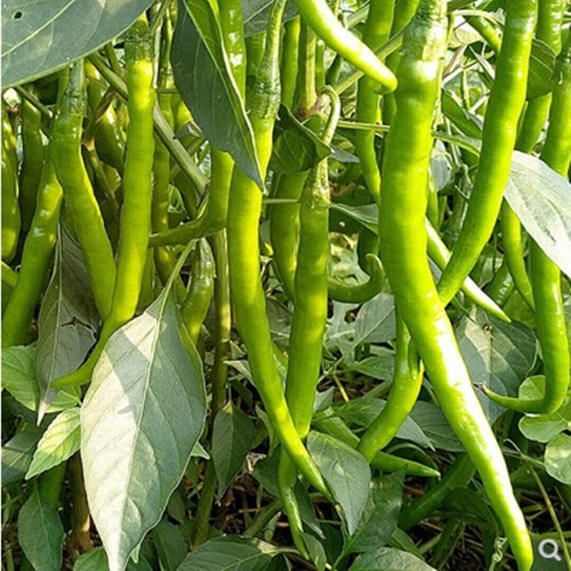 高产辣椒杭椒二荆条种苗长线椒种子孑超辣籽室内四季盆栽蔬菜秧苗 - 图0