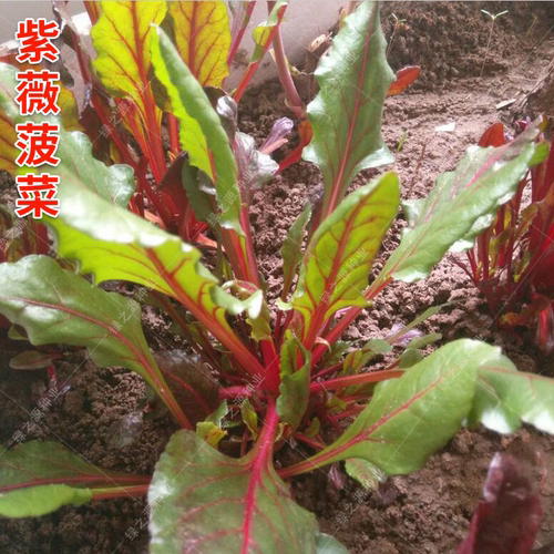 农家小叶耐寒抗热菠菜种子老品种四季播种可留种阳台菜园 - 图2