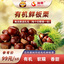 2023 Centennial Yanshan Fresh Organic Chestnut 5 Catty of Bottling Wide City Special of Origin