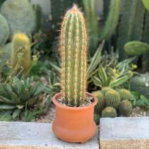 Net red cactus Tsing Yi Column fairy Pillar Long Landscape Cactus