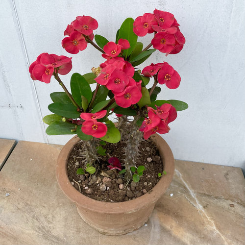 耐热花卉海棠花红花虎刺梅庭院景观绿植绿化组合盆栽沙生造景 - 图3