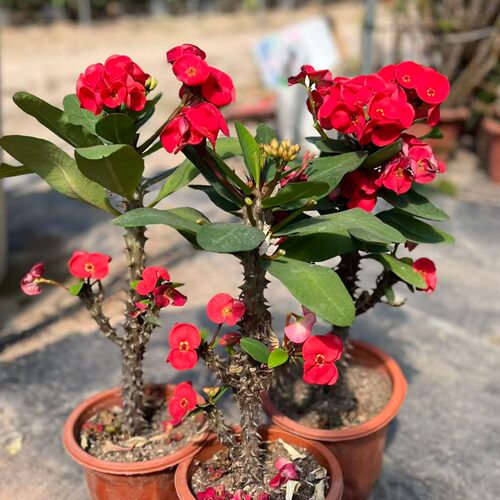 耐热花卉海棠花红花虎刺梅庭院景观绿植绿化组合盆栽沙生造景 - 图0