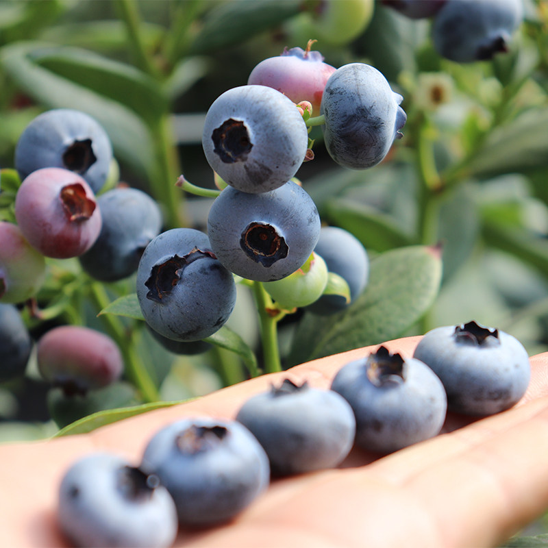 云南蒙自花香蓝莓 高海拔脆甜爆汁 顺丰空运 新鲜直达 500g/桶,淘宝优惠券,粉丝福利购,淘宝优惠卷