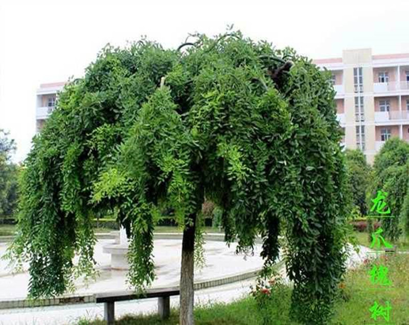 龙爪槐垂槐黄金槐国槐绿化树苗正宗嫁接适宜南北方庭院种植树苗木_虎窝淘