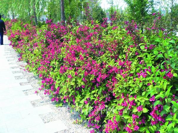 苗圃花坛庭院绿化苗木地被植物红王子锦带五色海棠七彩花卉四季-图0