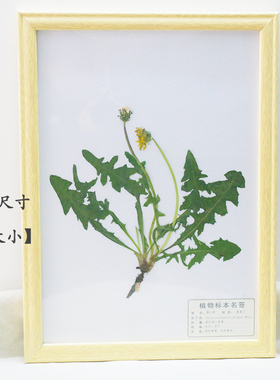整株植物标本带相框A3摆挂两用