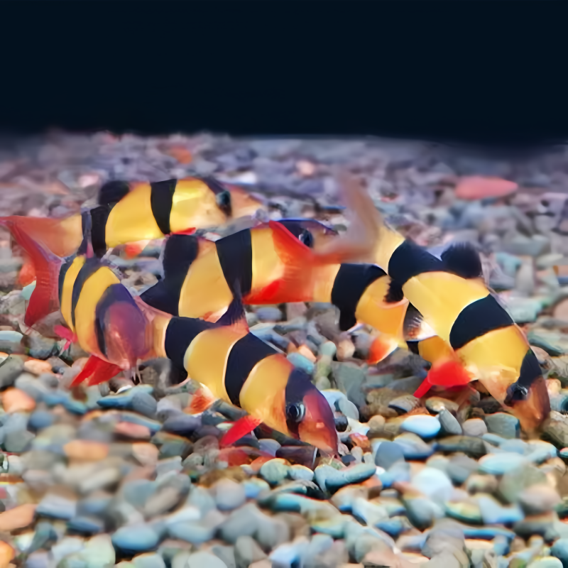 除藻鱼青苔鼠吸鳅老鼠鱼飞狐短帆鱼缸清道夫吃绿藻垃圾清洁鱼好养 - 图0