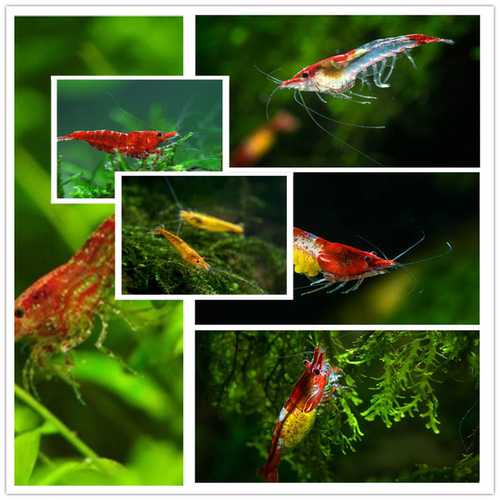 【植素源】观赏虾极火虾蓝宝石虾樱花虾淡水虾活体除藻虾工具虾 - 图1