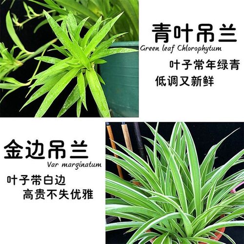 青叶吊兰盆栽带吊藤室内阳台客厅好养绿植净化空气可开花易活多年 - 图2