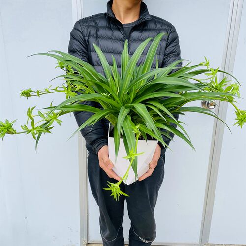 青叶吊兰盆栽带吊藤室内阳台客厅好养绿植净化空气可开花易活多年 - 图0