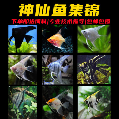 七彩神仙鱼苗热带鱼秘鲁陨石蓝魔神仙鱼中型热带鱼观赏活体鱼包邮 - 图0