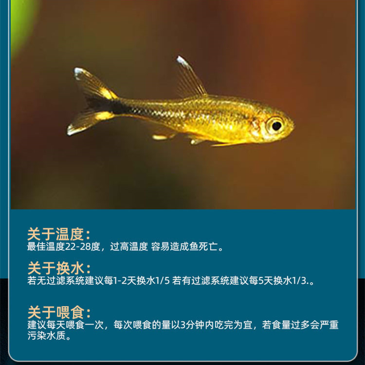 迷你灯鱼满天星热带观赏小型红绿灯草缸群游灯科鱼活体包邮观赏鱼 - 图1