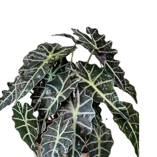 大仙女小仙女海芋竹芋室内盆栽桌面黑叶观音莲非洲面具绿植物网红 - 图3