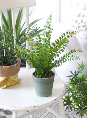 西西里仿真植物蕨草基础款桌面
