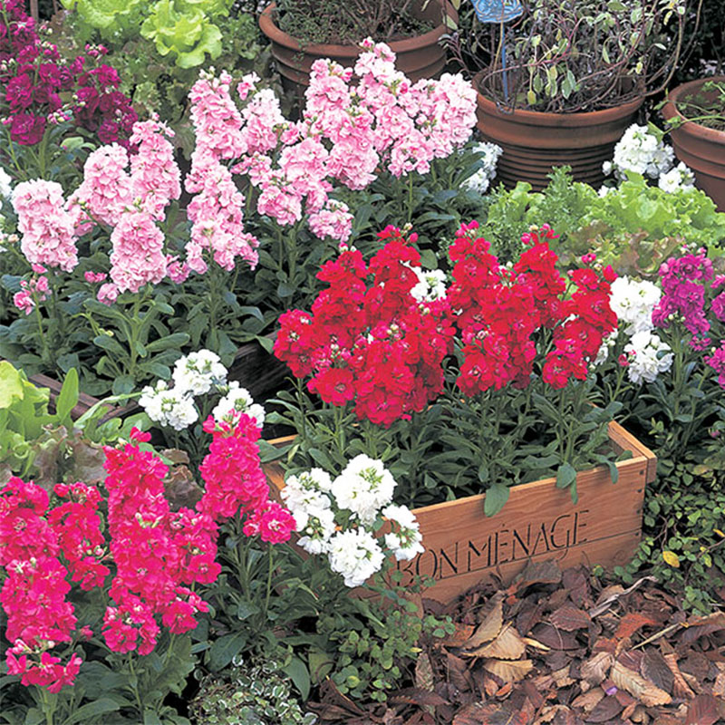 紫罗兰盆栽室内阳台耐寒耐冻冬四冬季开花卉带花苞发货花镜植物 - 图2