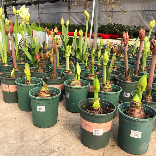 进口荷兰重瓣大花球朱顶红盆栽种球室内阳台庭院年宵花卉耐寒植物 - 图0
