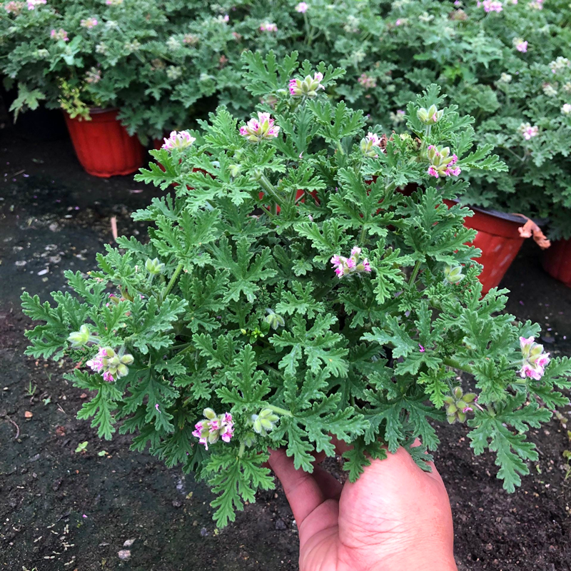 驱蚊草盆栽植物室内阳台驱赶蚊子庭院花园防蚊绿植香叶天竺葵包邮 - 图2