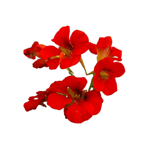 旱金莲盆栽大苗 阳台庭院花园爬藤垂吊开花卉瀑布旱荷花带花发货 - 图3