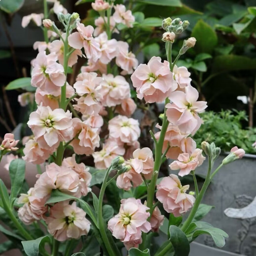 紫罗兰盆栽室内阳台耐寒耐冻冬四冬季开花卉带花苞发货花镜植物 - 图0