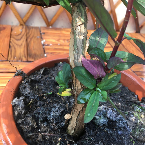 金银花苗盆栽阳台庭院花园爬藤花卉绿植四季长青红色金银花3年苗 - 图2