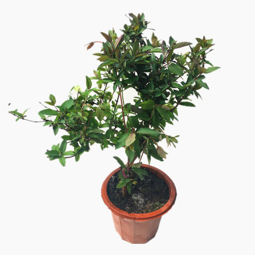 金银花苗盆栽阳台庭院花园爬藤花卉绿植四季长青红色金银花3年苗 - 图3