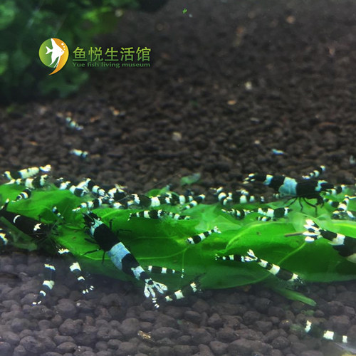 黑金刚虾纯血水晶虾活体虾蓝化体高等级观赏虾宠物虾包邮花色随机 - 图2