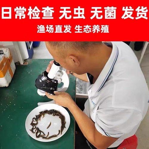 喂乌龟饲料鱼小鱼活体养殖活鱼龙鱼活食饲料淡水鱼苗草鱼苗鲫鱼苗 - 图2