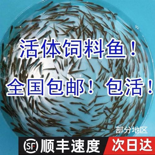 喂乌龟饲料鱼小鱼活体养殖活鱼龙鱼活食饲料淡水鱼苗草鱼苗鲫鱼苗 - 图0