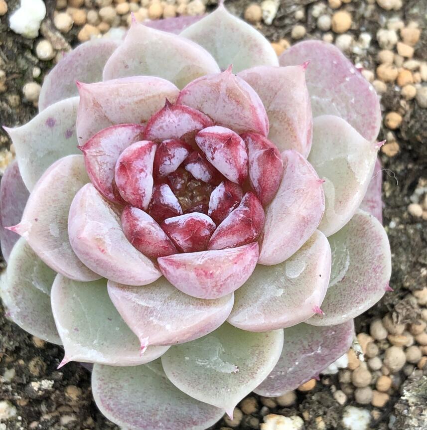 韩货糖心天鹅绒麦秆苗多肉植物盆栽稀有贵货肉肉办公桌面净化空气 - 图2