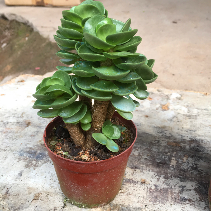 老桩群生多头金钱木多肉植物盆栽摇钱树绿植办公桌阳台肉肉防辐射 - 图0