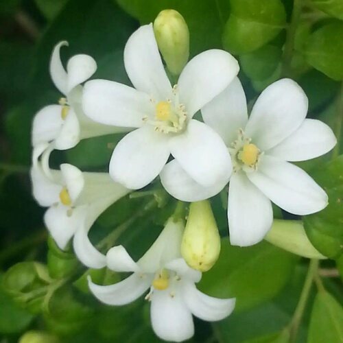 十里飘香好养耐寒盆栽植物四季常青浓香花卉室内外易活绿植盆景 - 图0