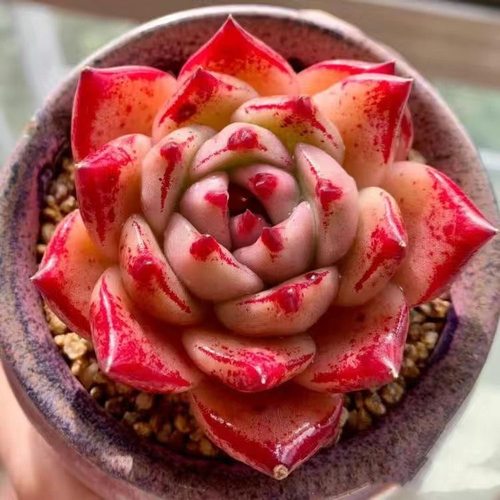 红颜蜜语多肉植物红骑士罗宾乌木系列好养活阳台桌面盆栽精品花卉 - 图1