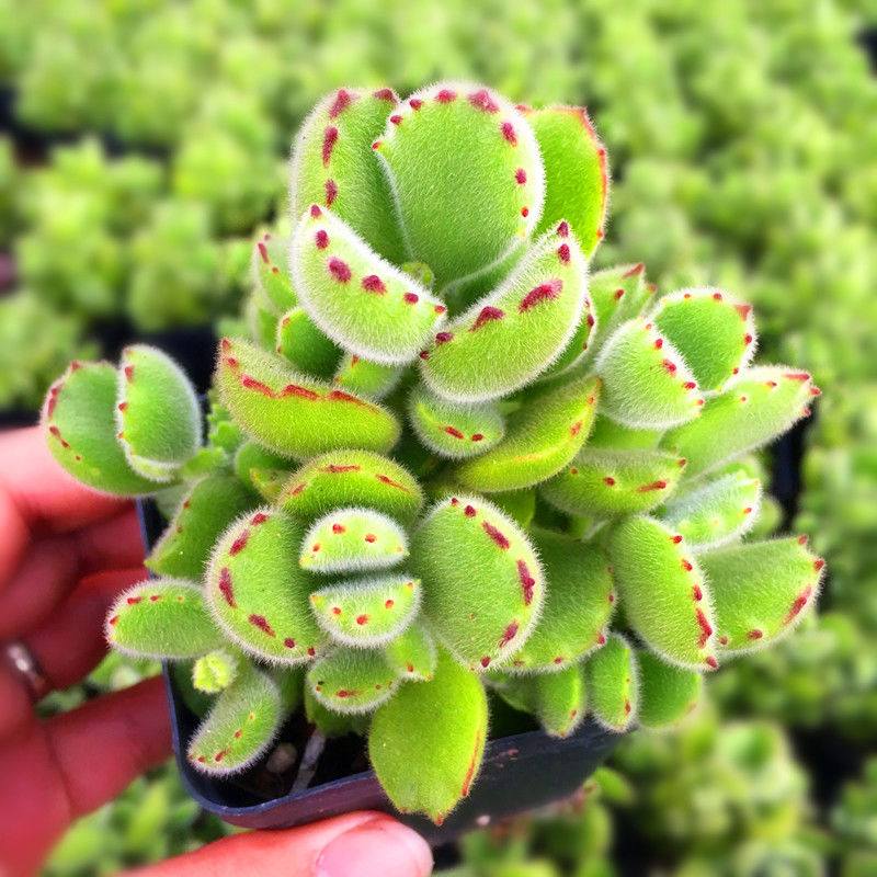 老桩群生熊童子多肉植物盆栽毛茸茸绿熊白熊泰迪熊阳台室内吸甲醛 - 图1