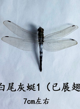 科普教学天然蜻蜓标本拍摄道具