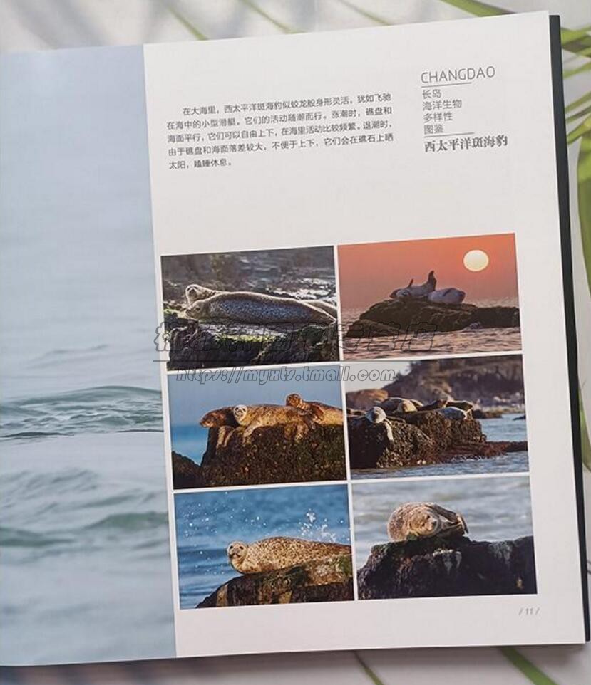 中国山东长岛海洋生物多样性图鉴长岛地区海域海庙岛群岛陆地浅海动植物海洋物种哺乳动物鱼类甲壳类介绍及分类书籍