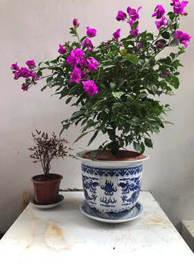 景德镇高温陶瓷花盆青花瓷树盆带孔带托盘超大落地铁树盆龙图案