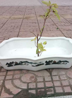 景德镇高温陶瓷长方形植物盆景盆