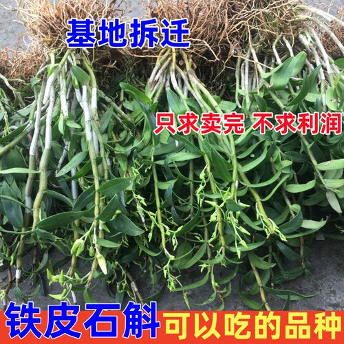 5月开花 可食用 铁皮石斛苗 石斛兰化绿植盆栽花卉苗木好养活 - 图2