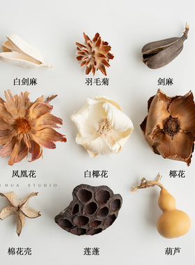 干果标本材料包diy种子植物收藏