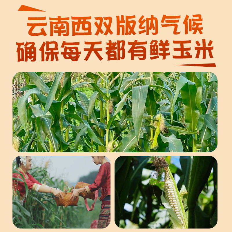 5斤拇指玉米云南西双版纳即食新鲜香糯迷你小手指玉米棒粗粮早餐,淘宝优惠券,粉丝福利购,淘宝优惠卷