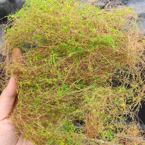 方寸景微缩模型干草枯树藤蔓沙盘DIY军事绿化材料枯草 - 图0