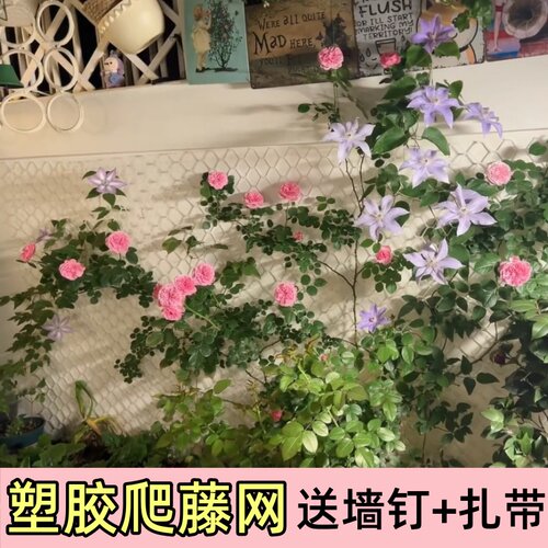 蔷薇月季爬藤用塑胶网植物爬墙网格藤曼墙面牵引网园艺爬藤网支架 - 图2