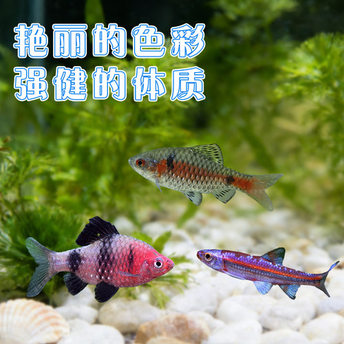 原生鱼溪流缸钻石彩虹鲫鱼红黑宝石鲫大帆玫瑰樱桃鲫紫光新手易养 - 图0