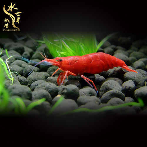 观赏虾活体淡水工具虾除藻樱花虾极火虾烤漆黑壳虾金背黄米水晶虾 - 图1